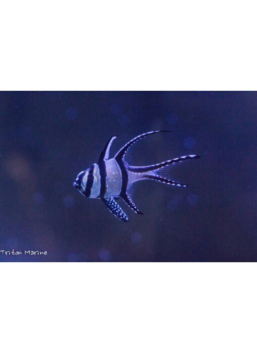 Banggai Cardinalfish (Pterapogon kauderni) Captive Bred