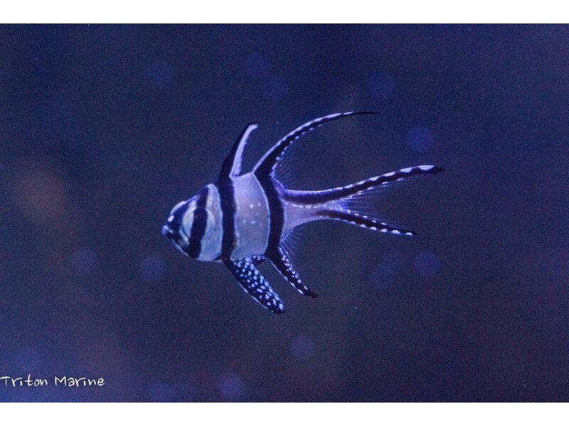 Banggai Cardinalfish (Pterapogon kauderni) Captive Bred