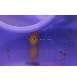 Yellow Clown Goby (Gobiodon okinawae)