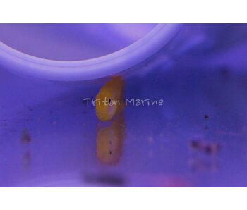 Yellow Clown Goby (Gobiodon okinawae)