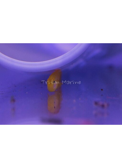 Yellow Clown Goby (Gobiodon okinawae)