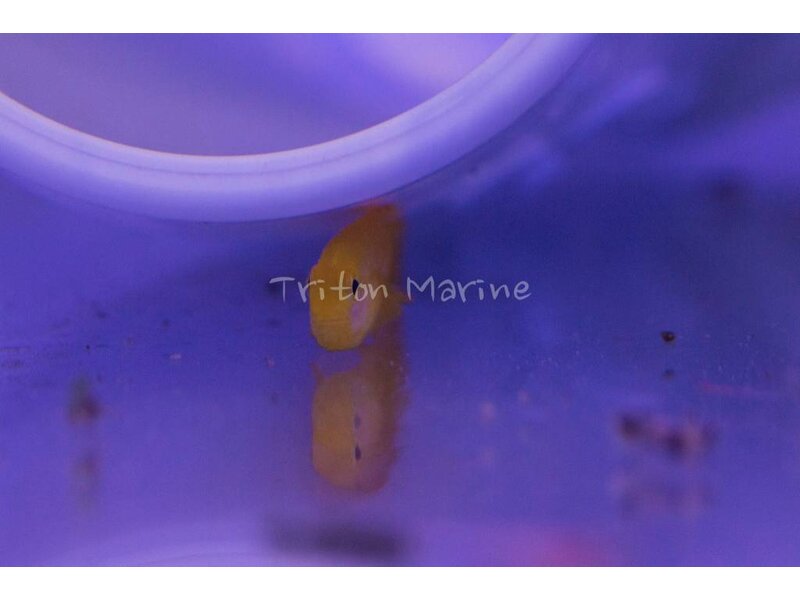 Yellow Clown Goby (Gobiodon okinawae)