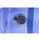 Nerite Snail (Nerita sp.)