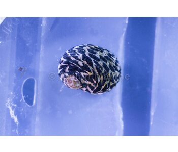 Nerite Snail (Nerita sp.)
