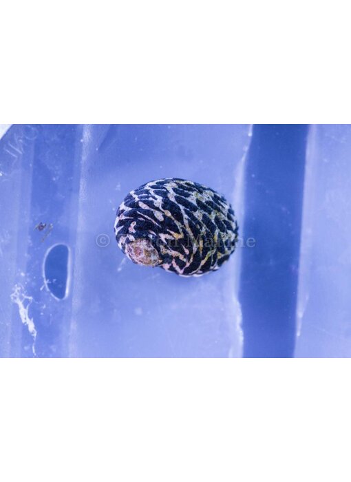 Nerite Snail (Nerita sp.)