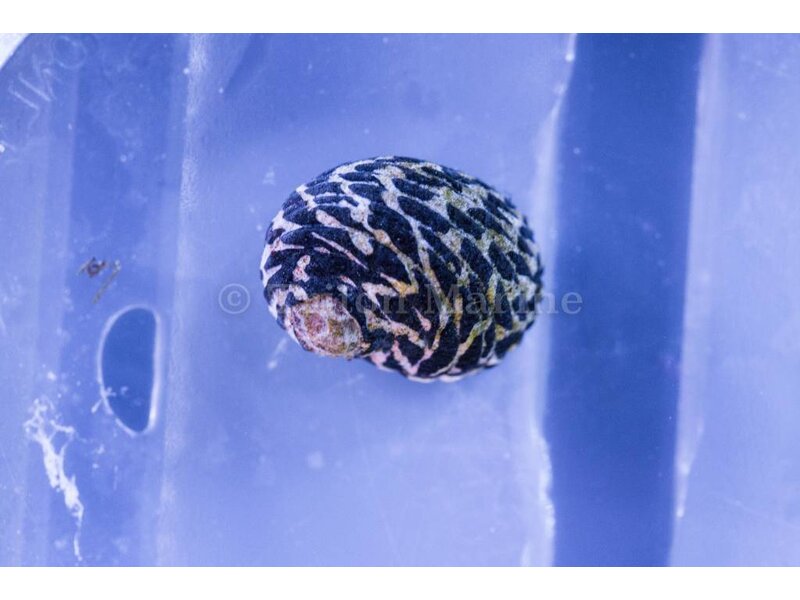 Nerite Snail (Nerita sp.)