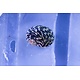 Nerite Snail (Nerita sp.)