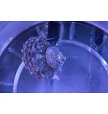 Turbo Snail (Turbo sp.)