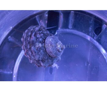 Turbo Snail (Turbo sp.)
