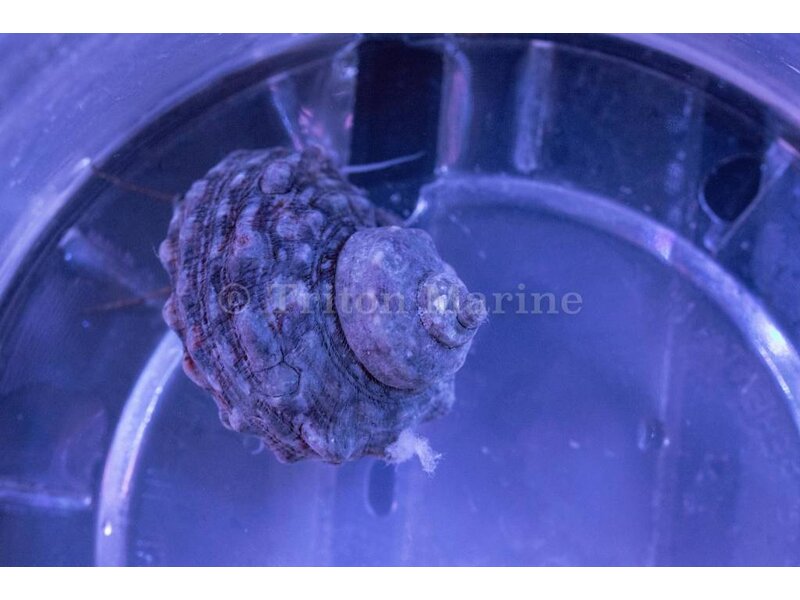 Turbo Snail (Turbo sp.)