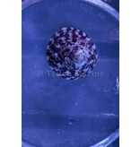 Trochus Snail (Trochus sp.)
