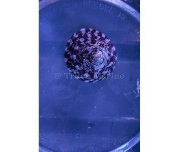 Trochus Snail (Trochus sp.)