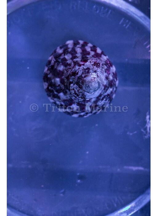 Trochus Snail (Trochus sp.)
