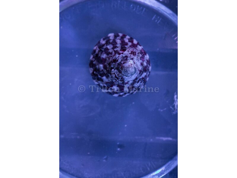 Trochus Snail (Trochus sp.)