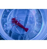 Blood Red Fire Shrimp (Lysmata debelius)