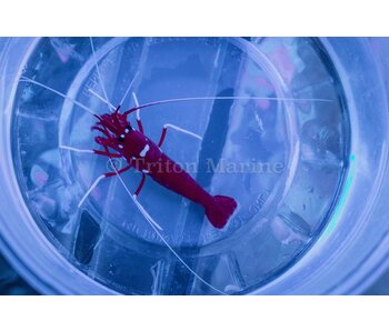 Blood Red Fire Shrimp (Lysmata debelius)