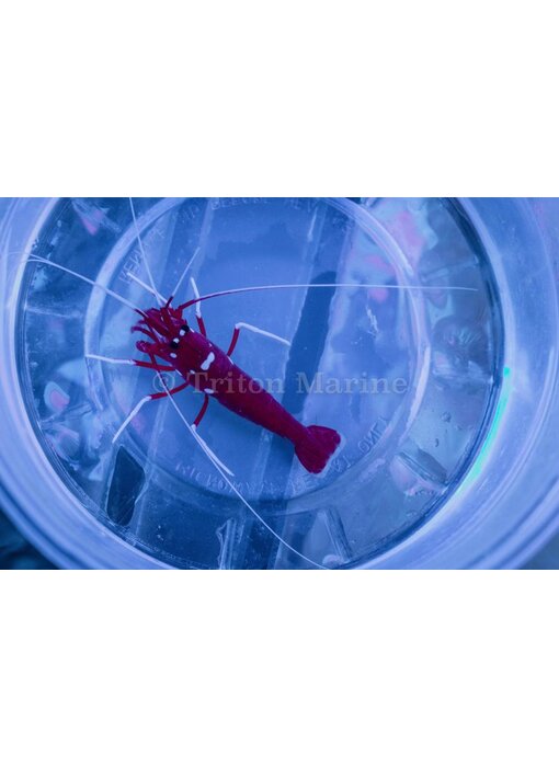Blood Red Fire Shrimp (Lysmata debelius)