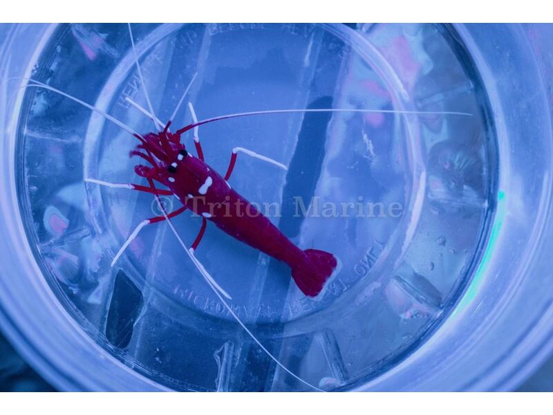 Blood Red Fire Shrimp (Lysmata debelius)