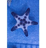 Chocolate Chip Star