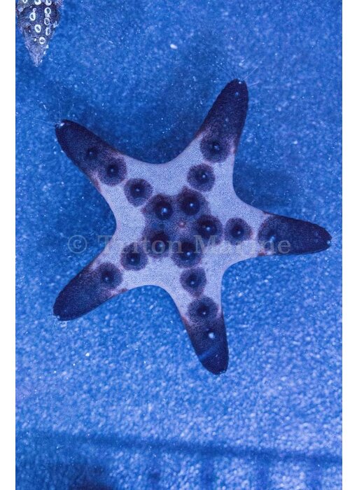 Chocolate Chip Star