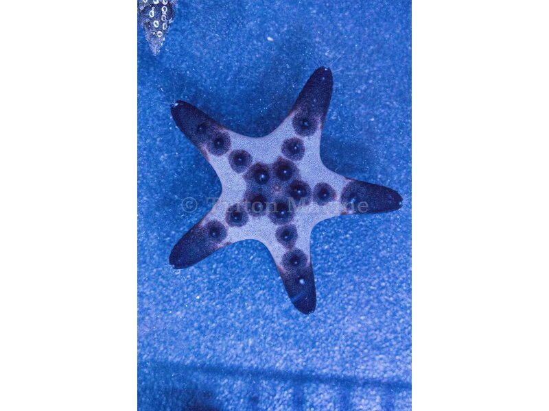 Chocolate Chip Star