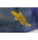 Yellow Watchman Goby  (Cryptocentrus cinctus)