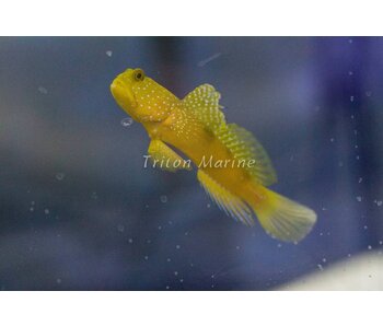 Yellow Watchman Goby  (Cryptocentrus cinctus)
