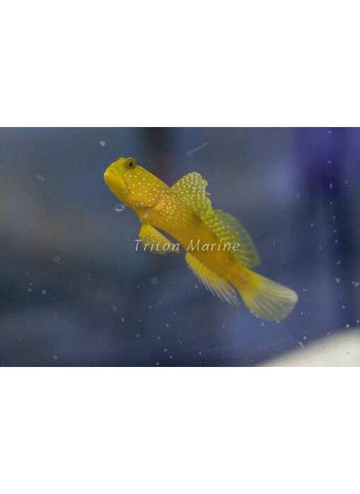 Yellow Watchman Goby  (Cryptocentrus cinctus)
