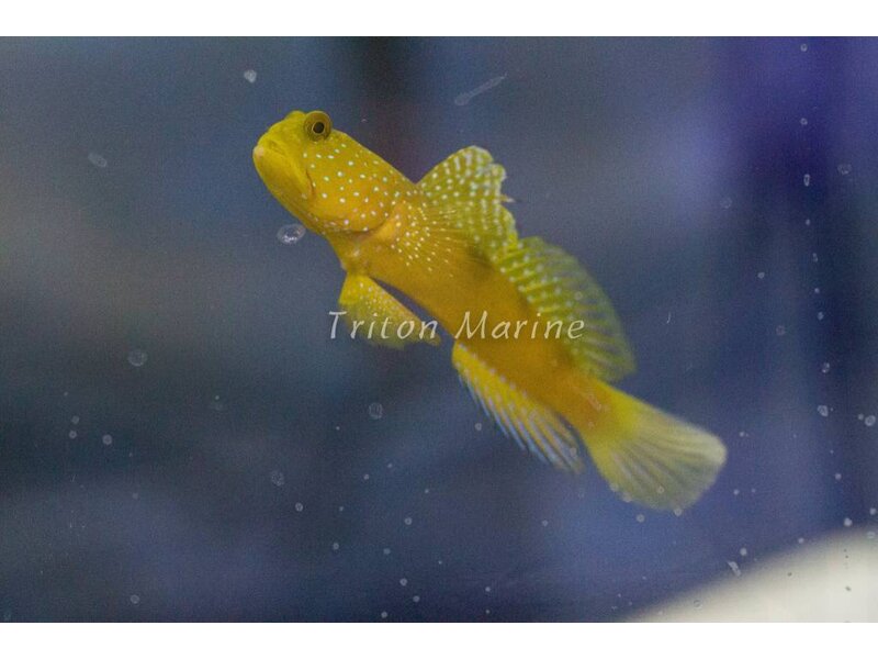 Yellow Watchman Goby  (Cryptocentrus cinctus)