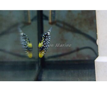 Clown Triggerfish (Balistoides conspicillum)