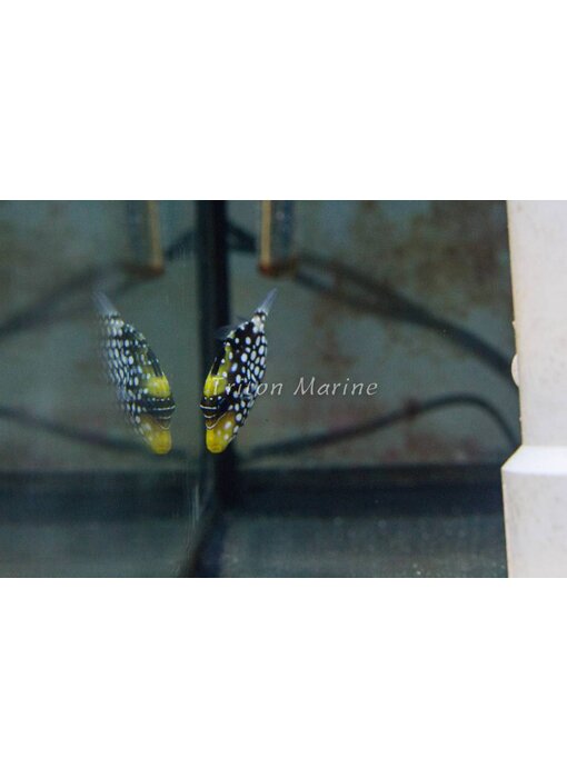 Clown Triggerfish (Balistoides conspicillum)