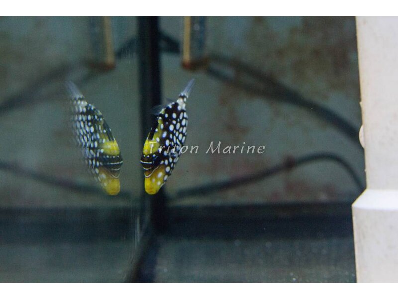 Clown Triggerfish (Balistoides conspicillum)