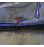 Six Line Wrasse (Pseudocheilinus hexataenia)