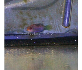 Six Line Wrasse (Pseudocheilinus hexataenia)