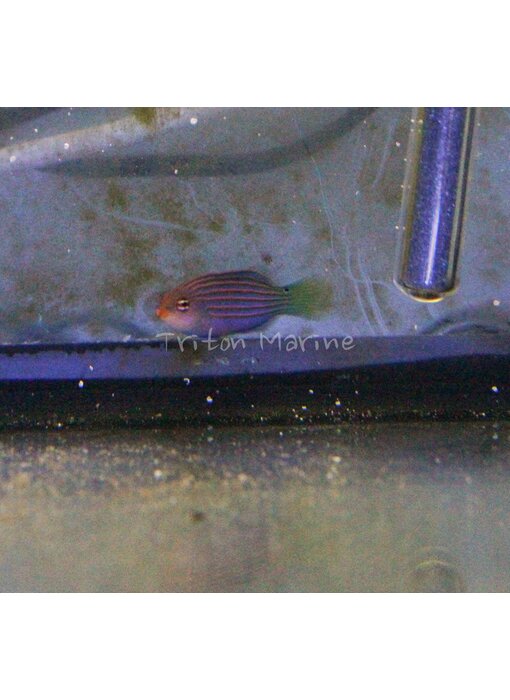 Six Line Wrasse (Pseudocheilinus hexataenia)