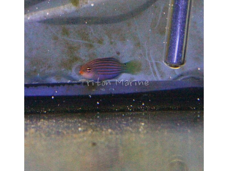 Six Line Wrasse (Pseudocheilinus hexataenia)