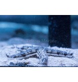 Sand Sifting Sea Star (Astropecten polycanthus)