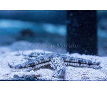 Sand Sifting Sea Star (Astropecten polycanthus)