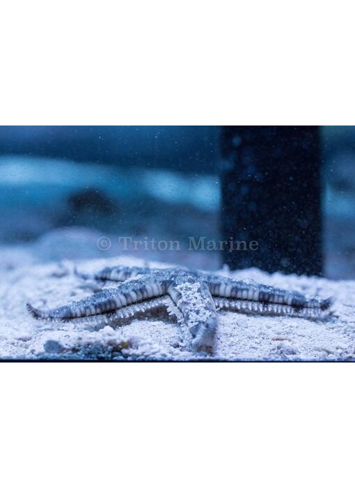 Sand Sifting Sea Star (Astropecten polycanthus)