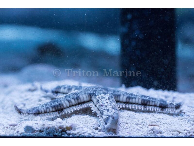 Sand Sifting Sea Star (Astropecten polycanthus)
