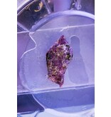 Fighting Conch Snail