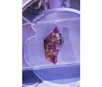 Fighting Conch Snail