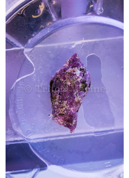 Fighting Conch Snail