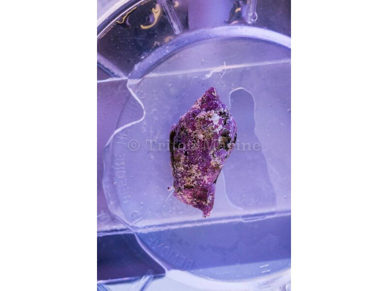 Fighting Conch Snail