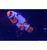Sustainable Aquatics Snowflake Clownfish (Amphiprion ocellaris) Captive Bred G