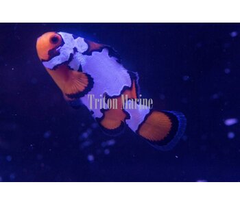 Sustainable Aquatics Snowflake Clownfish (Amphiprion ocellaris) Captive Bred G