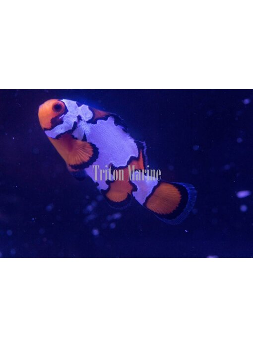 Sustainable Aquatics Snowflake Clownfish (Amphiprion ocellaris) Captive Bred G