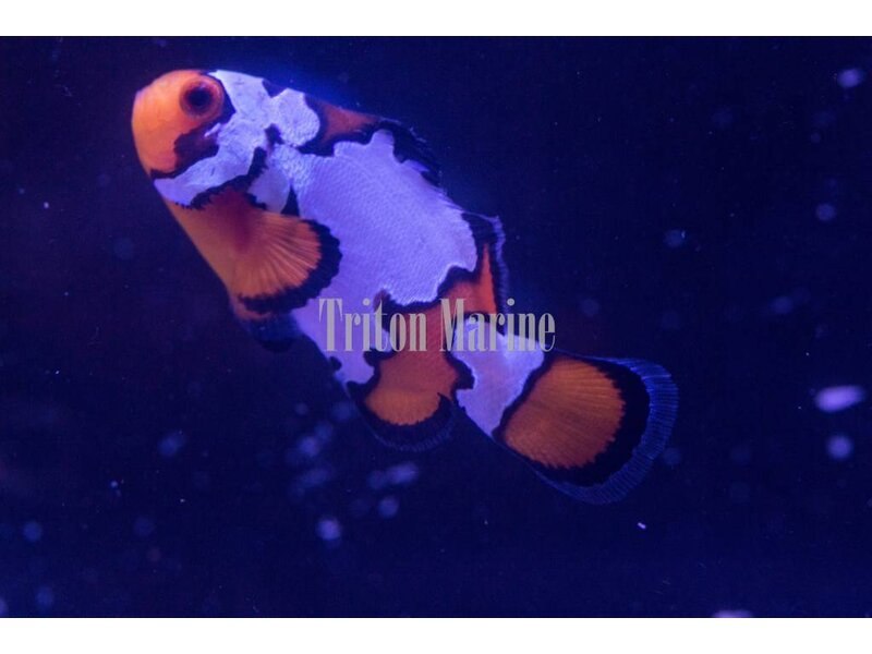 Sustainable Aquatics Snowflake Clownfish (Amphiprion ocellaris) Captive Bred G
