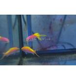 Bartlett's Anthias (Pseudanthias bartlettorum)