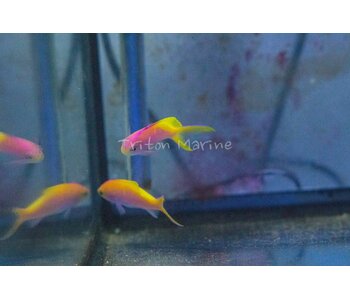 Bartlett's Anthias (Pseudanthias bartlettorum)